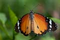 252 Afrikanischer Monarch - Danaus chrysippus
